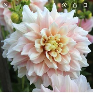 Meet your Posher, Adele